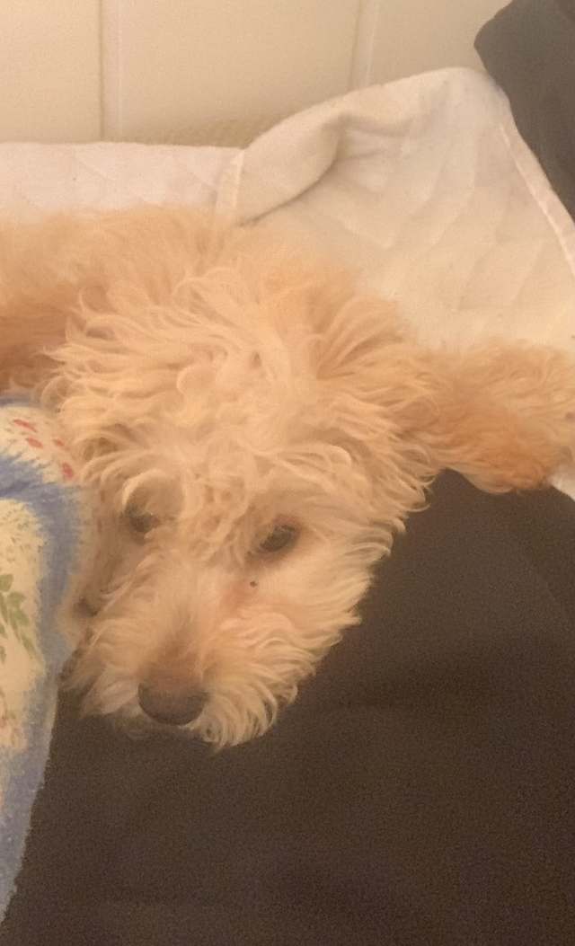 Kayıp köpek "şila" · Poodle, krem, sarı, dişi — Güzelce