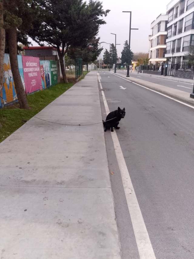 Bulunan köpek sahibini arıyor · siyah — Atatürk