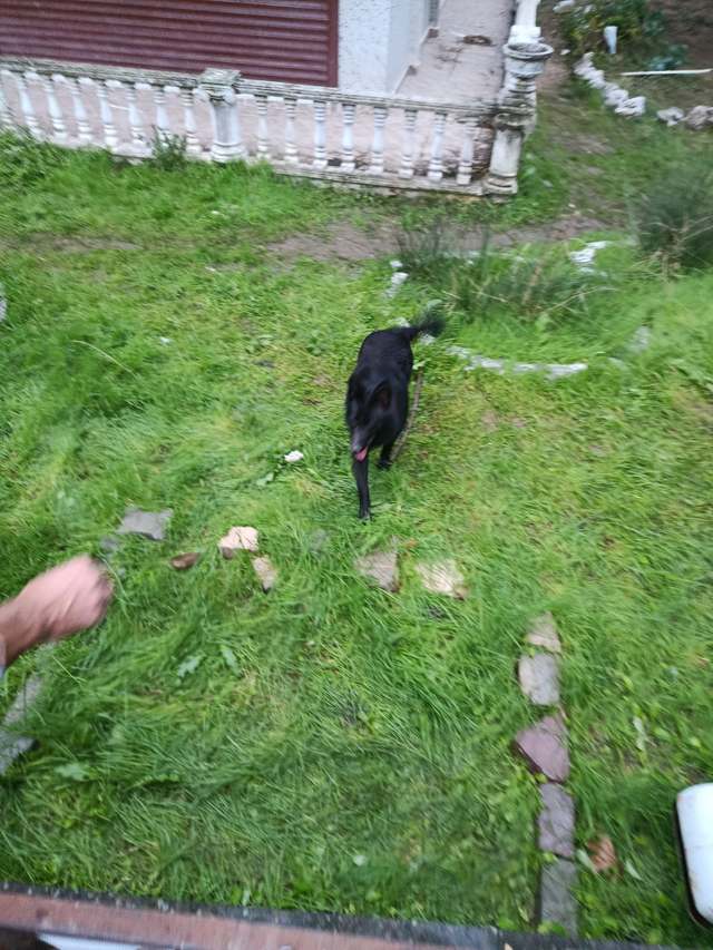 Bulunan köpek sahibini arıyor · siyah, dişi — Cumhuriyet
